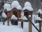 Snow on shrines
