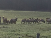 Elk in pasture